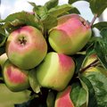 HEA TEADA | Uuest aastast ei tohi enam müüa registreerimata puuvilja- ja marjasortide istikuid
