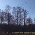 VIDEO: Hitchcocki "Linnud" Eesti moodi