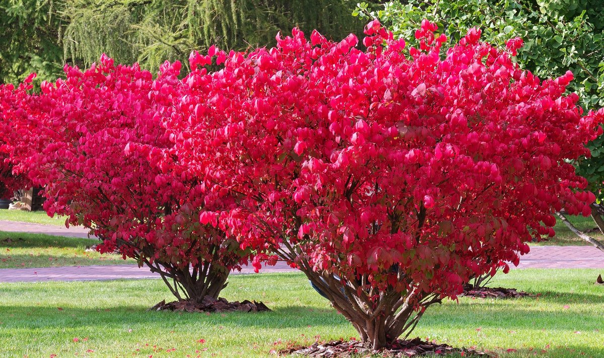 Kikkapuu muutub sügisel kaunilt punaseks, nii et see on ehtne värvipidu.