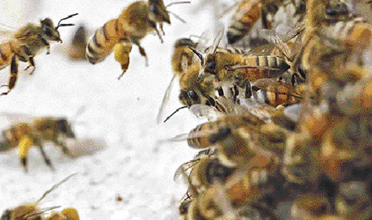 Loomade käitumise uurija Thomas E. Seeley sõnul langetavad mesilased otsuseid kollektiivselt ja demokraatlikult ning neil on sel alal inimesele palju õpetada.