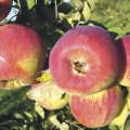 Istutusaeg | Eestis on aretatud terve hulk maitsvate viljadega uusi õunasorte