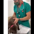 LÕBUS VIDEO | Kuidas süstida looma nii, et ta ei märkakski? See veterinaar teab üht nippi!
