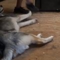 VIDEO: Uskumatu! Vaata dramaatilist koera, kes vääriks näitlejana Oscarit