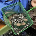 Toetusmeede leevendab Ukraina sõja mõju kalandusele