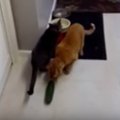 Humoorikas VIDEO: Kassid vs värske kurk! Vaata, kui naljakalt reageerivad kassid, kui nad kurki näevad