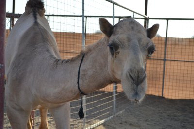 Võidusõidu kaamelite kasvatamine on rikaste inimeste hobi: mõni loom maksab mitu korda rohkem kui sõiduauto. Fotol on kaamel, kes sööb parimat mett ja muid rammu toovaid maiuspalu, mis on taganud võistlustel esikoha ja omanikule suure rahalise preemia ning uhke auto. 