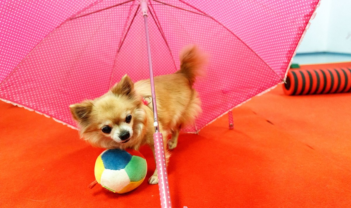 Eesti Chihuahua Sõprade liidu trikitrenn chihuahuadele