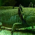 Salamander õpetab inimestele regeneratsiooni