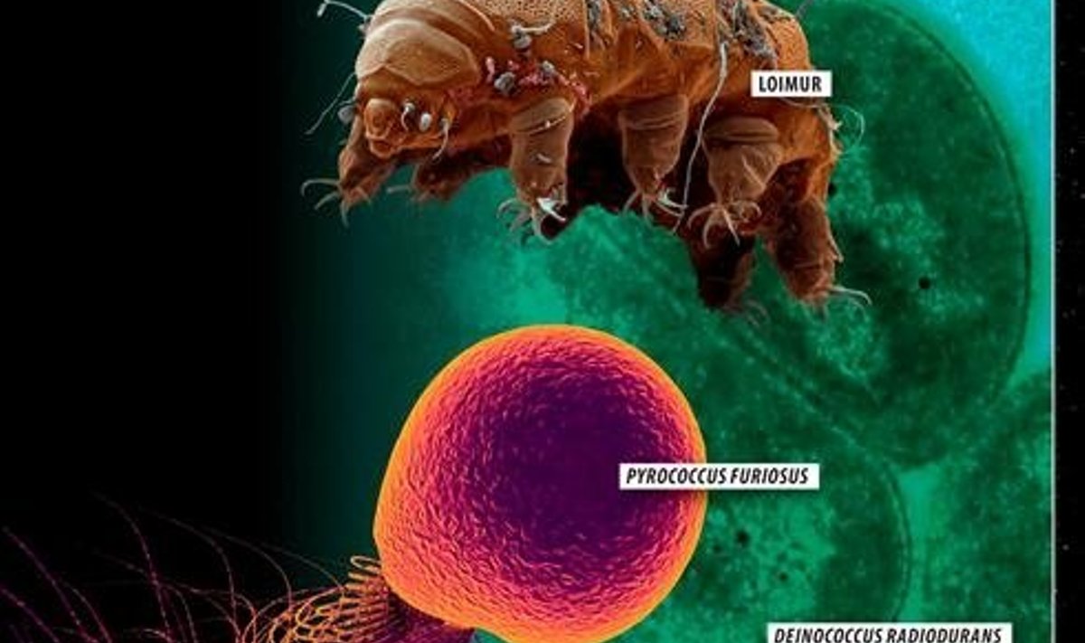 Kosmosesond on mehitatud 3 elusorgamismide rühma kuuluva liikmega - batkerid, arhed ehk ürgid ja eukarüoodid ehk päristuumsed. Pilt The Planetary Society