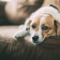 Kas muretsed tihti üleliia, kui koera tervisega midagi valesti tundub olevat? 6 seisundit, mis polegi nii ohtlikud, kui esimese hooga tundub