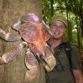 Kookosevaras: Krabi, kelle sõrgade vahele jääda sa küll ei taha