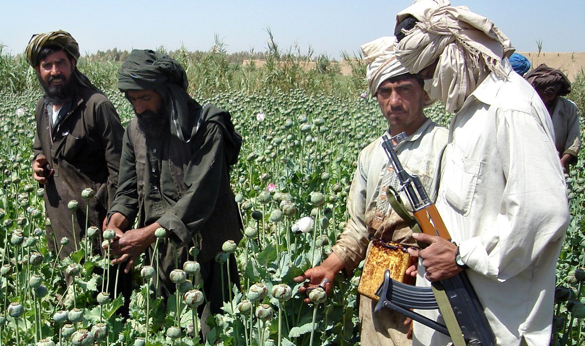 Taliban on koorinud Afganistanis toodetavalt oopiumilt sadu miljoneid dollareid. Kuna välisabi kuivab pärast režiimivahetust ilmselt kokku, omandab kuritegelik äri vaeses riigis üha olulisema koha.