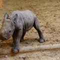 ВИДЕО: Родившийся в Таллиннском зоопарке детеныш носорога осваивает территорию