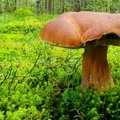 GALERII | Valik fotokonkursile "Näe, ma pildistasin seent!" saabunud seenepilte