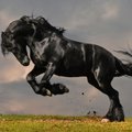 TARKUSE TAGAVARAST: Kes või mis on "must hobune"?