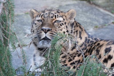 Tallinna loomaaia amuuri leopard Darla