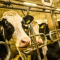 Põllumehed ja piimatootjad ühispöördumises: pangad on meid toetanud, aga valitsus mitte!