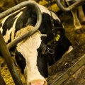 Põllumehed: valitsuse kiire abi peataks piimakarja vähendamise