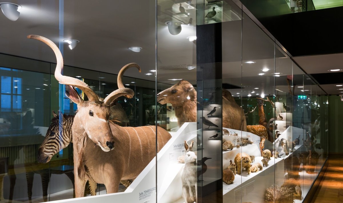 Loodusmuuseumi näitus põimib omavahel geoloogia, zooloogia, botaanika ja mükoloogia.
