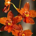 Kui orhideesid kimbutavad kahjurid