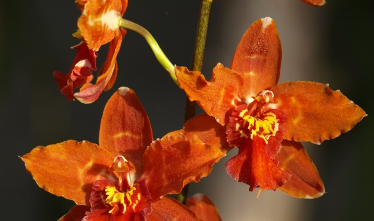 Orhideenäitus Tallinna botaanikaaias, väike Cambria hübriid