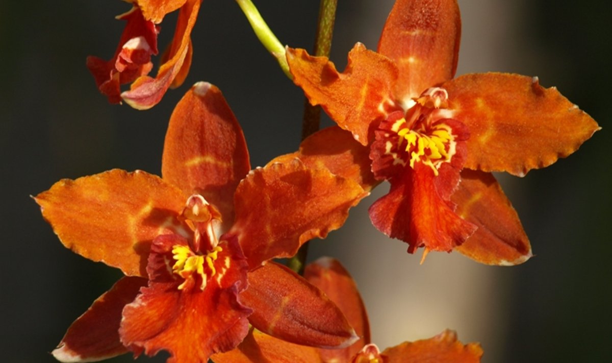 Orhidee Cambria hübriid.