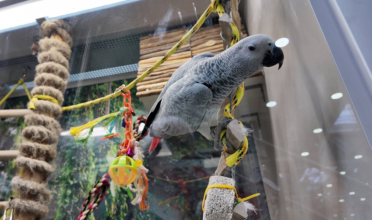 Магазин Depo наряду со стройматериалами предлагает и живой товар, например, попугаев. 