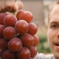 VIDEO | Ruby Roman – viinamarjasort, mille üks mari võib maksta rohkem kui su telefon