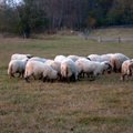 17 lammast kaotanud perenaine: kas enne ei hakatagi jahti pidama, kui mõni inimene satub hundi hammaste vahele?