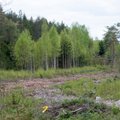 В России горела сухая трава — пожар распространился в Эстонию