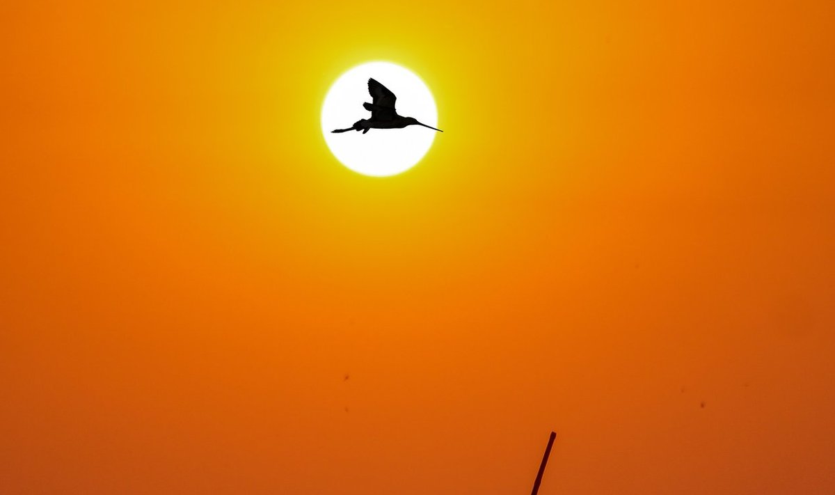 Fotol on mustsaba-vigle Tansaania päikeseloojangu ajal
