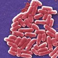 Röövbakterid hävitavad tõhusalt ravimresistentseid mikroobe