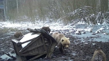 ФОТО | Озорные медвежата померялись силами не только друг с другом, но и с кормушкой