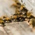 Teadlased: putukamürk häirib mesilaste immuunsüsteemi talitlust
