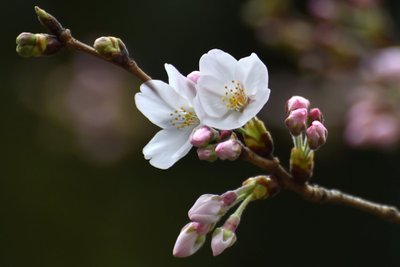 Kirsipuud Tokios, kevad 2016. 
