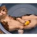 VIDEOD: Kes ütles, et kass peaks vett kartma