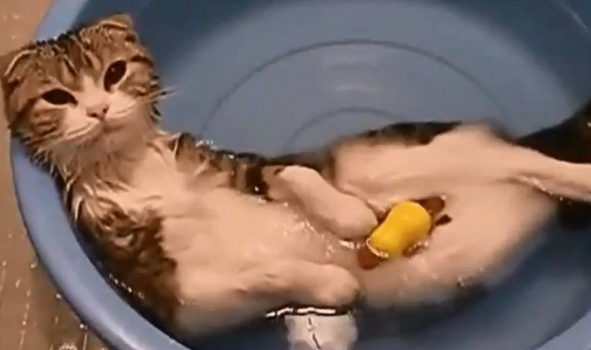 Kass, kellel meeldib vee sees liguneda