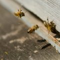 Suurmesinikult varastati mesitaru koos mesilastega