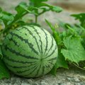 Soovitusi arbuuside ja melonite kasvatamiseks: kus on parim kasvukoht, mida kärpida ja kui palju?