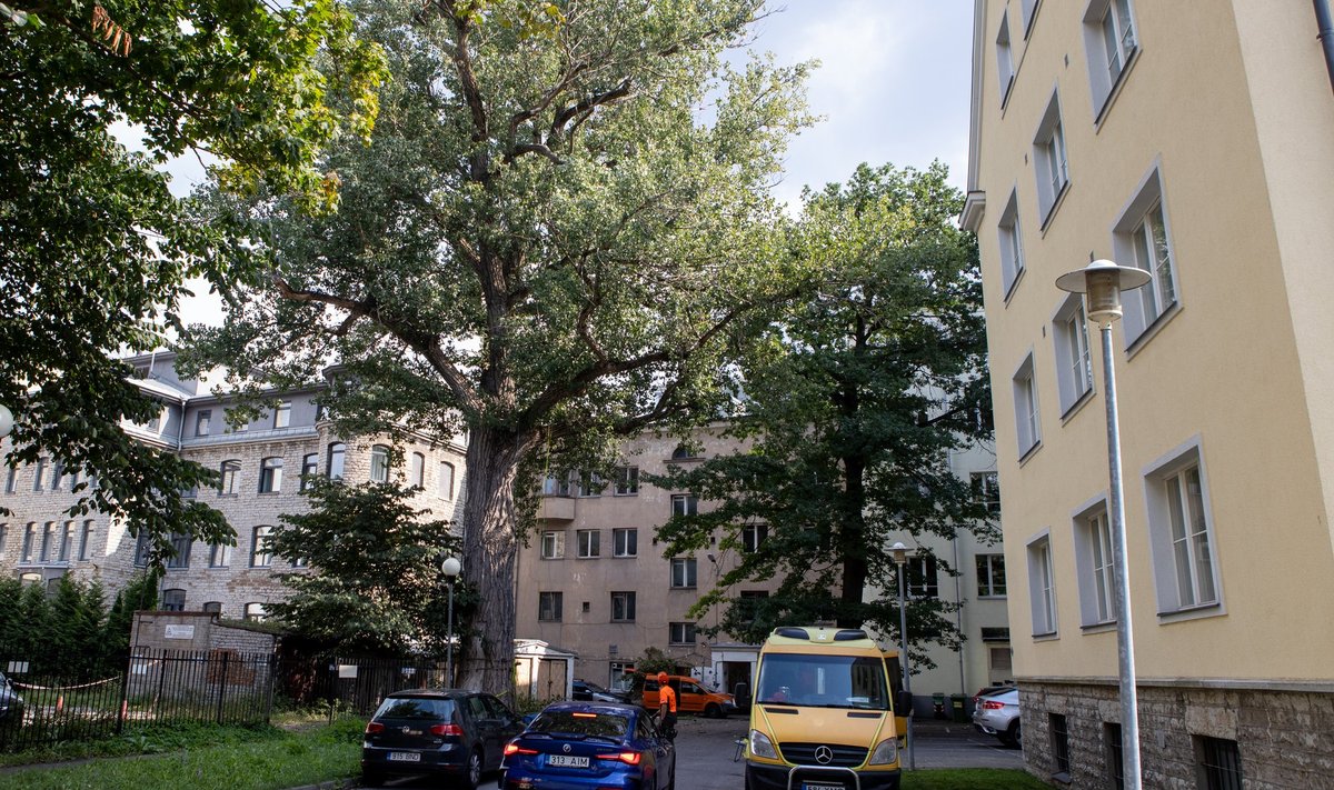 Isegi pärast hooldustöid ei saa arboristi sõnul garanteerida, et puu endiselt murdumisohtlikuks ei jää.