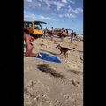 ВИДЕО | В Австралии собака динго покусала отдыхавшую на пляже туристку