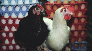 Teadlikuma tarbimise suunas: veendu, et sinu pühademunad oleks pärit stressivabadelt kanadelt