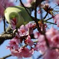 PÄEVAPILT: Tokyos puhkesid kirsipuud õide viis päeva tavapärasest varem