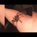 VIDEO | Hoia hinge kinni! Mees filmib end hoidmas käes maailma kõige mürgisemat ämblikku