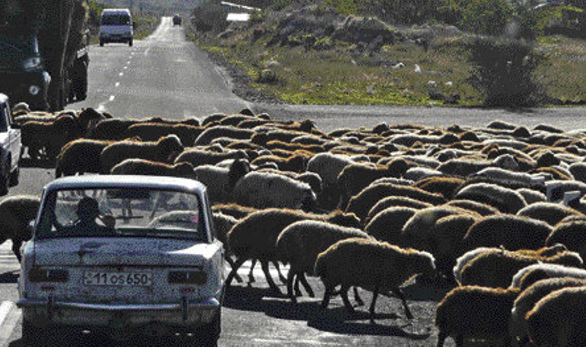 Teel Jerevanist Gyumri linna võib näha suuri lambakarju.