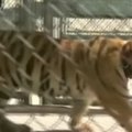 VIDEO: Texase suurlinna tänaval jalutas sõbralik tiiger