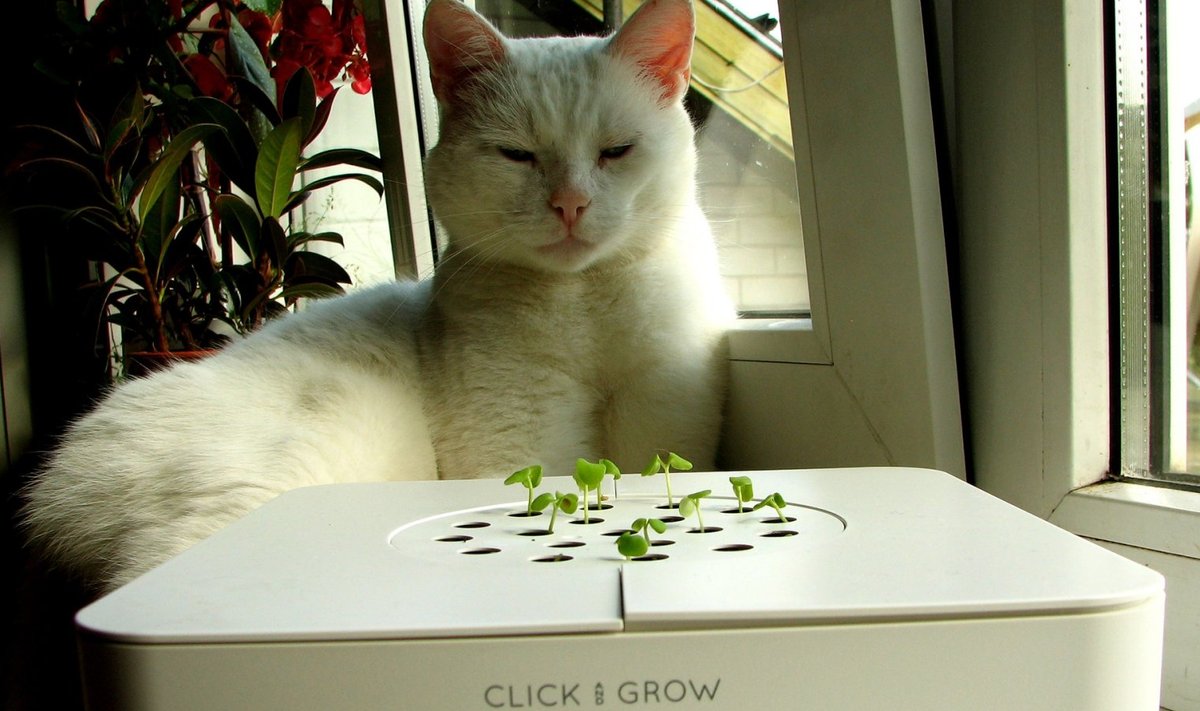 Click & Grow nutikas taimepott. (Foto: Elina Mark/Wikimedia Commons)