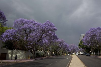 Jacaranda puud õitsevad Johannesburgis lõunapoolkera kevadel - novembris.