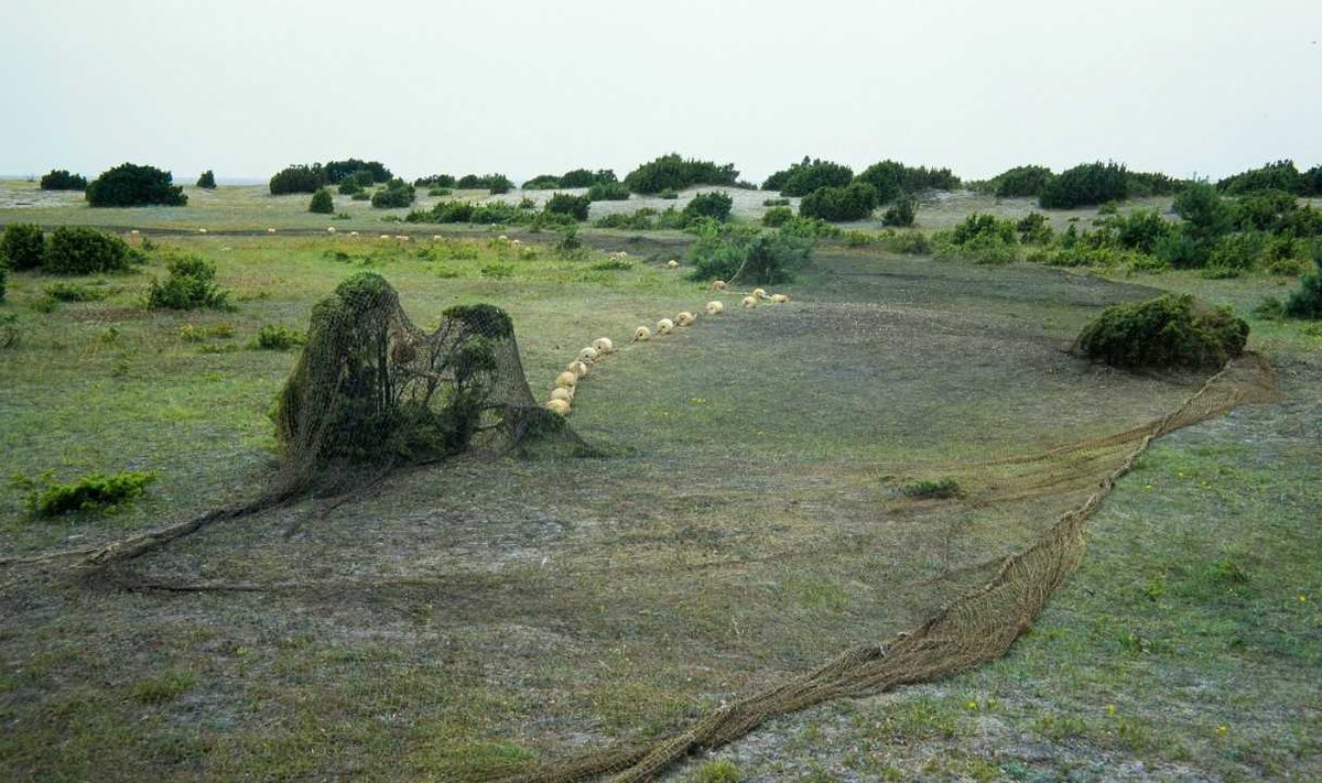 Kakuami-võrgud kuivamas kadakate vahel Kihnu heinamaal.
