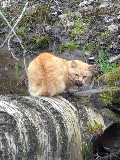 Metsast leitud kass Frankie